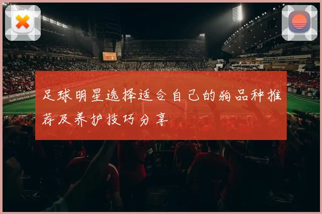 足球明星选择适合自己的狗品种推荐及养护技巧分享